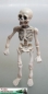 Preview: 550207 -  Skelett - Mensch