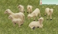 Preview: 6 Schafe im Set